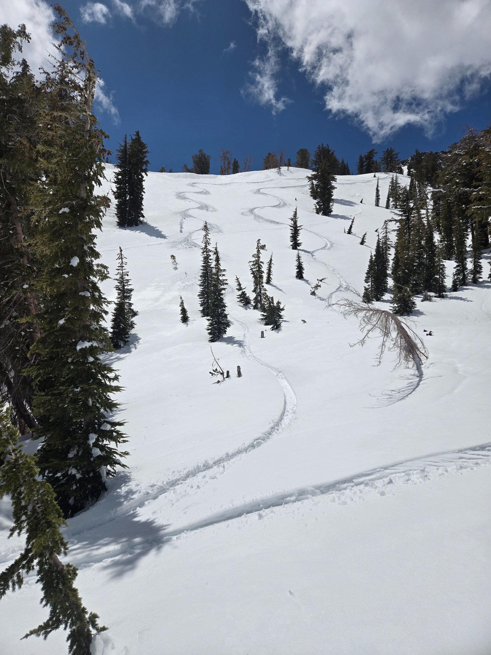 Fresh splitboard lines carved into untouched powder at dawn